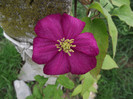 clematita de anul acesta