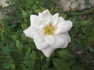 DSCF7568