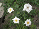 DSCF7569