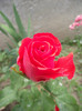 DSCF7565