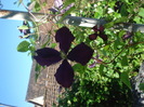 clematita