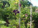 DSC05205