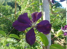 clematita