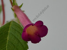 Achimenes Red Giant