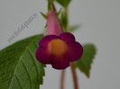 Achimenes Red Giant