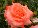 Rose Artistry (2012, June 14)