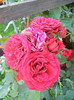 Rose Blaze Superior (2012, June 13)