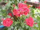 Rose Blaze Superior (2012, June 14)