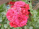 Rose Blaze Superior (2012, June 14)