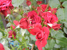 Rose Blaze Superior (2012, June 14)