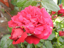 Rose Blaze Superior (2012, June 14)