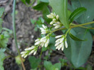 Ligustrum vulgare (2012, June 13)