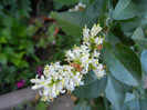 Ligustrum vulgare (2012, June 13)