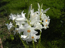 Madonna Lily (2012, June 13)