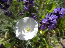 Convolvulus & Lavender (2012, June 13)