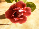 IMAG0010