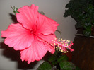 hibiscus Surinam