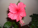 Hibiscus Surinam