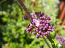 Buddleja davidii Purple (2012, Jun.13)