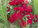 DSCF1705
