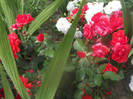 DSCF1706