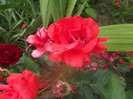 DSCF1707