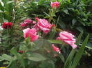 DSCF1710