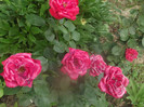 DSCF1712