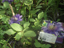 DSCF1547