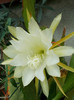 DSCN4402
