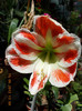 DSCN4501