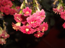 DSCN0229