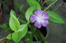 vinca 14iunie2012