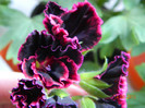 Muscata regala Rimfire