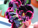 DSCN0559