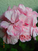 DSCN0575