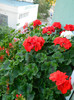 Muscate in jardiniere