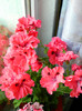 DSCN0583