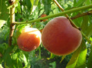 Piersici timpurii [1-15 IUN.]