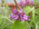 Buddleja davidii Purple (2012, Jun.14)