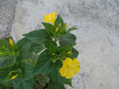 mirabilis