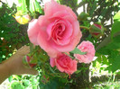 necunoscut floribunda