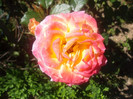 gartenspass