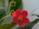 Kohleria Yfs Lucica