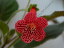 Kohleria Yfs Lucica