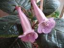 P1140682