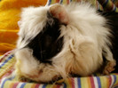 16 iunie 2012-flori 003