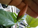 16 iunie 2012-flori 017