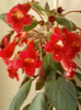 16 iunie 2012-flori 021