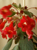 16 iunie 2012-flori 026
